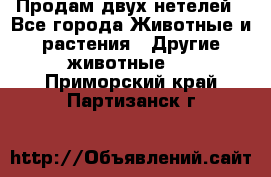 Продам двух нетелей - Все города Животные и растения » Другие животные   . Приморский край,Партизанск г.